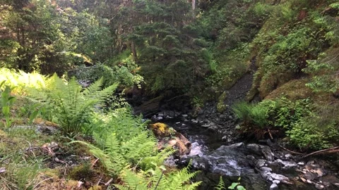 A mountain stream 動画素材 292484430