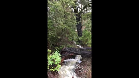 Mountain Stream Stock Footage 296591200