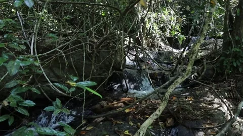 Mountain stream Stock Footage 302895661