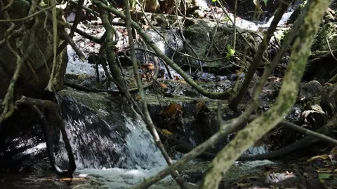 Mountain stream Stock Footage 302895668
