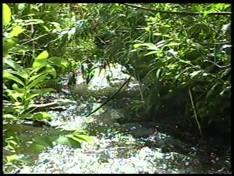 Mountain Stream Stock Footage 340541648
