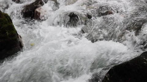 Mountain stream in the forest among rocks, trees, green vegetation. Slow motion. Stock Footage 221300393