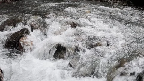 Mountain stream in the forest among rocks, trees, green vegetation. Slow motion. Stock Footage 221300493