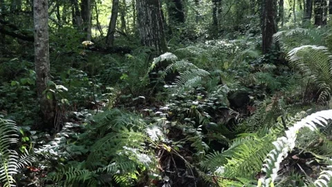 Mountain stream in the forest among rocks, trees, green vegetation. Slow motion. Stock Footage 221301648