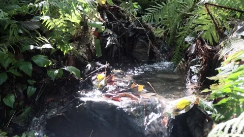 Mountain stream in the forest among rocks, trees, green vegetation. Slow motion. Stock Footage 221301667