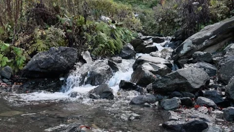 Mountain stream in the forest among rocks, trees, green vegetation. Slow motion. Stock Footage 221301881