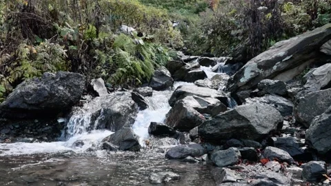 Mountain stream in the forest among rocks, trees, green vegetation. Slow motion. Stock Footage 221301904