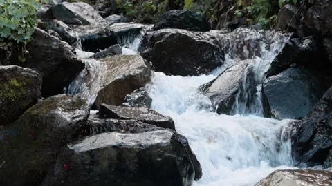 Mountain stream in the forest among rocks, trees, green vegetation. Slow motion. Stock Footage 221302021
