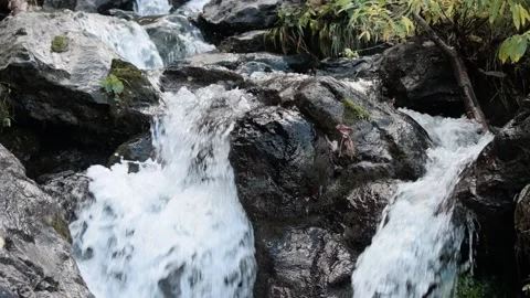 Mountain stream in the forest among rocks, trees, green vegetation. Slow motion. Stock Footage 221302569
