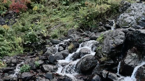 Mountain stream in the forest among rocks, trees, green vegetation. Slow motion. Stock Footage 221302645
