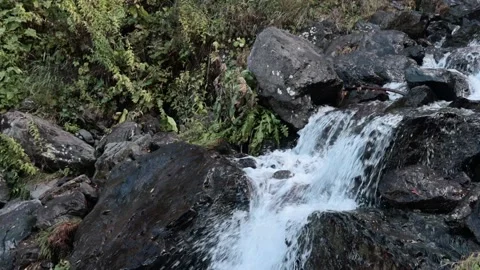 Mountain stream in the forest among rocks, trees, green vegetation. Slow motion. Stock Footage 221302874