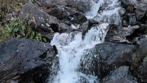 Mountain stream in the forest among rocks, trees, green vegetation. Slow motion. Stock Footage 221303002