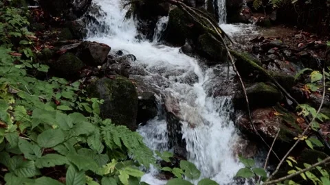 Mountain stream in the forest among rocks, trees, green vegetation. Slow motion. Stock Footage 221303754