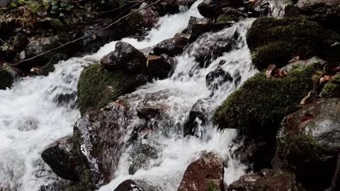 Mountain stream in the forest among rocks, trees, green vegetation. Slow motion. Stock Footage 221303759