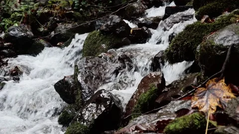 Mountain stream in the forest among rocks, trees, green vegetation. Slow motion. Stock Footage 221303842