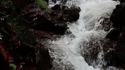 Mountain stream in the forest among rocks, trees, green vegetation. Slow motion. Stock Footage 221303906