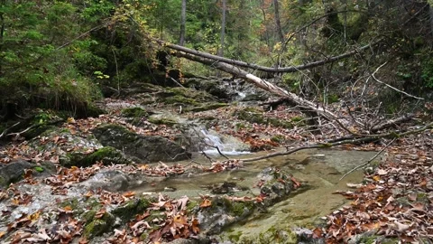 A mountain stream in a forest in autumn Video stock 260865817