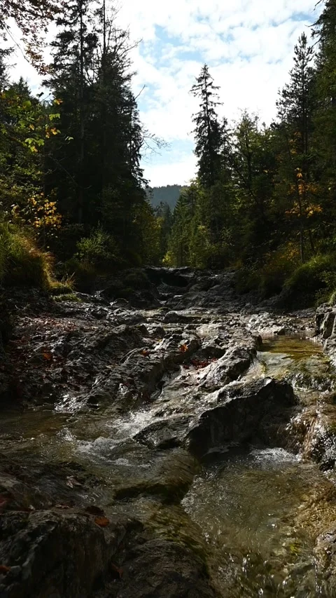 A mountain stream in a forest in autumn, slow motion, vertical shot Video stock 260929666
