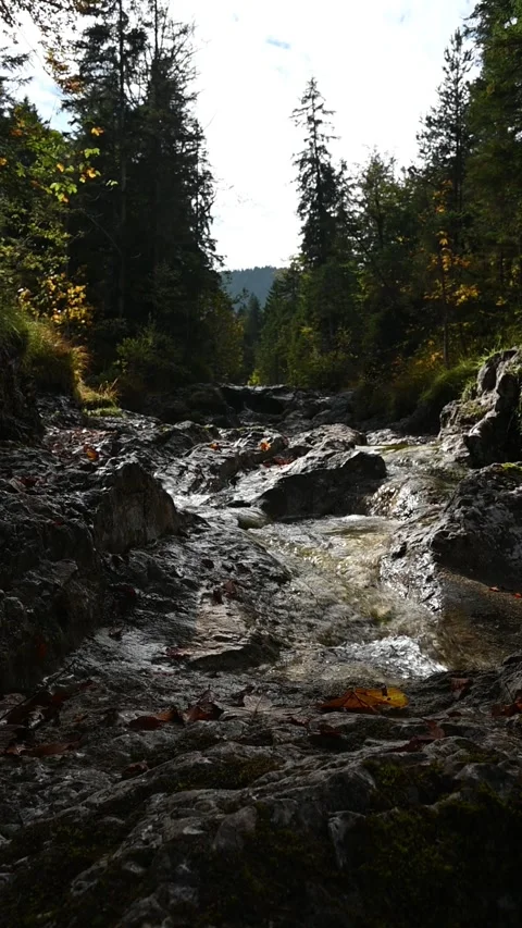 A mountain stream in a forest in autumn, slow motion, vertical shot Video stock 260929908