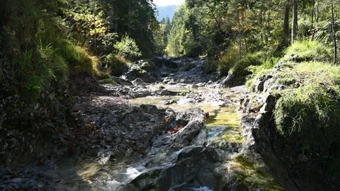 A mountain stream in a forest in autumn sunlight Stock Footage 260863540