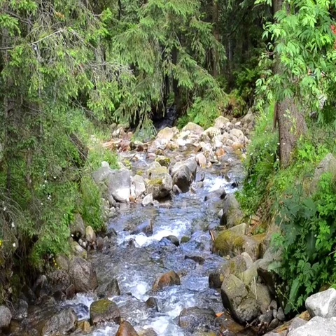 Mountain stream in the forest with big stones in Carpathians, Ukraine.  Stock Footage 69388951