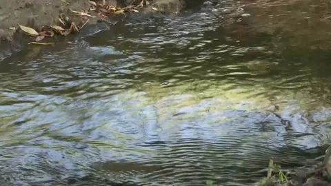 A mountain stream in a forest, closeup of water flowing with bubbles and leaves Video stock 117362608