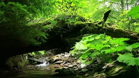 Mountain stream in the forest Stock-Footage 11883272