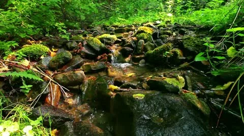 Mountain stream in the forest Stock-Footage 11889317
