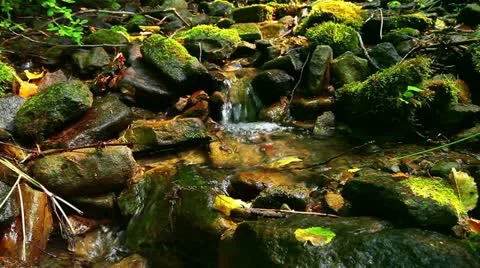 Mountain stream in the forest 库存影片 11889639