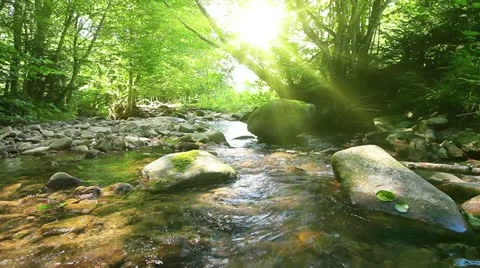 Mountain stream in the forest Stock Footage