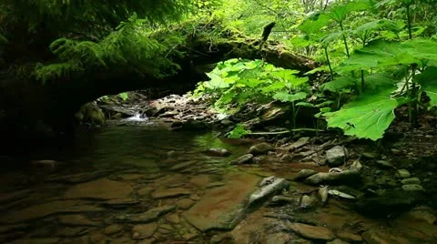 Mountain stream in the forest 库存影片 11977668