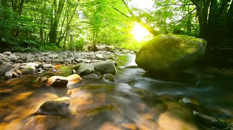 Mountain stream in the forest Stock Footage 20445717