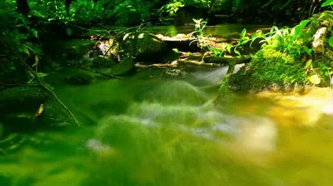 Mountain stream in the forest Stock Footage 21433340