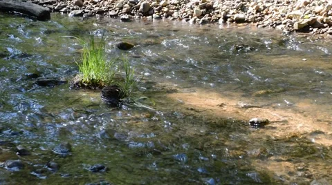 Mountain stream in the forest. Stock Footage 52076294
