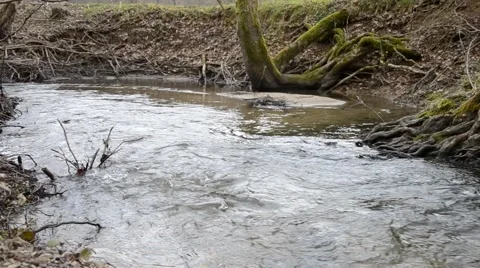 Mountain stream in the forest Stock Footage 52296731