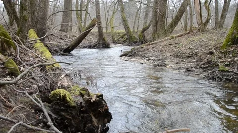 Mountain stream in the forest Stock Footage 52296922