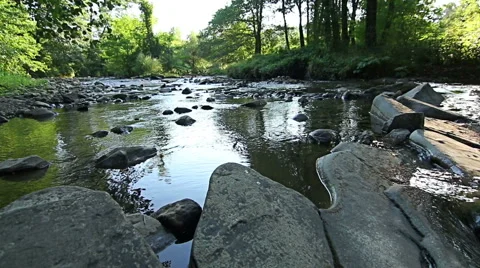 Mountain stream in the forest Video stock 55768581