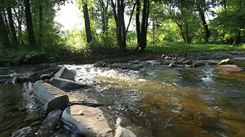 Mountain stream in the forest Stock Footage 55768890