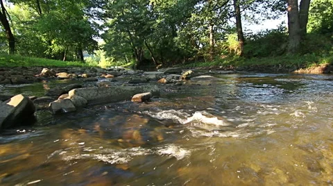 Mountain stream in the forest Video stock 55769410