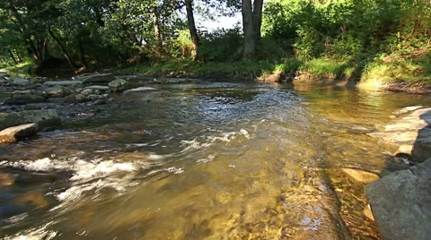 Mountain stream in the forest Vídeo Stock 55769492