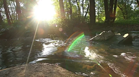 Mountain stream in the forest Video stock 55769521
