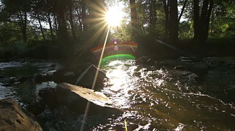 Mountain stream in the forest Stock Footage 55769539