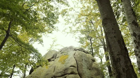 Mountain stream in the forest Stockbeeldmateriaal 65781377
