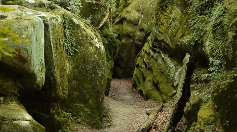 Mountain stream in the forest Stock Footage 65781482