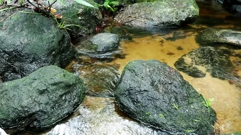 Mountain stream in the forest Stock Footage 79884895