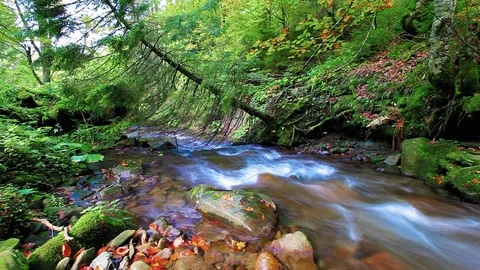 Mountain stream in the forest Stock Footage 80426128