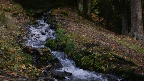 Mountain stream in the forest Stock Footage 82676904