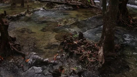 Mountain stream in the forest Stock Footage 83215076