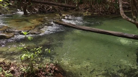 Mountain stream in the forest Stock-Footage 83215091