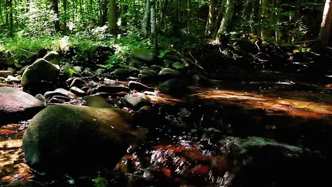 Mountain stream in the forest Stock Footage 84714415